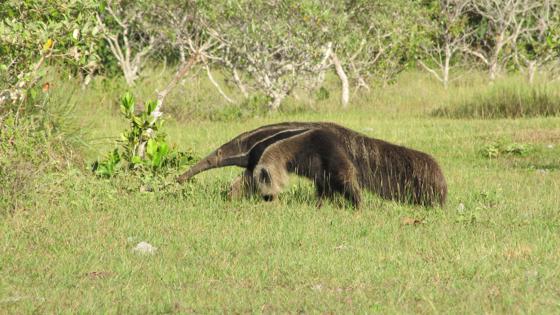 Giant Anteater In The Cerrado Scaled